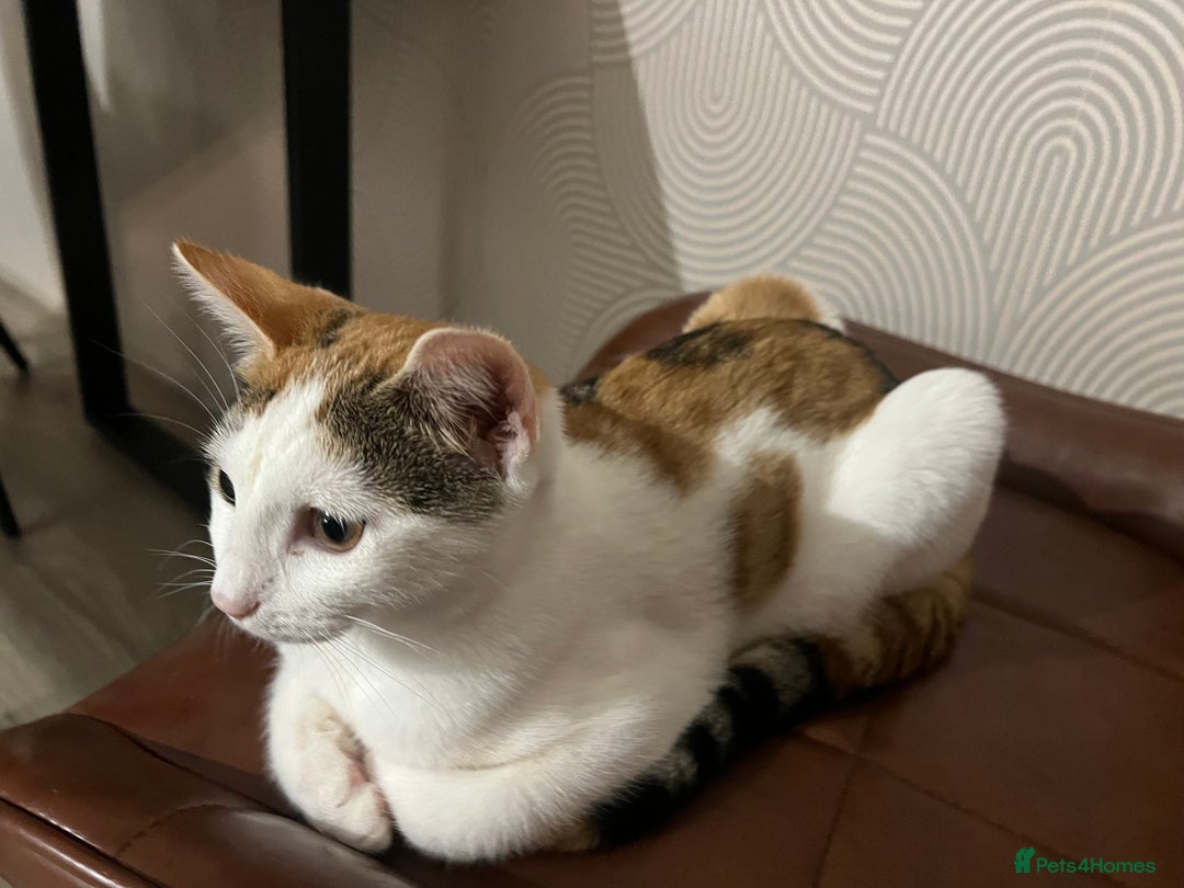 Mixed Breed cats for sale: Cute mixed Bengal kittens  - Advert 11