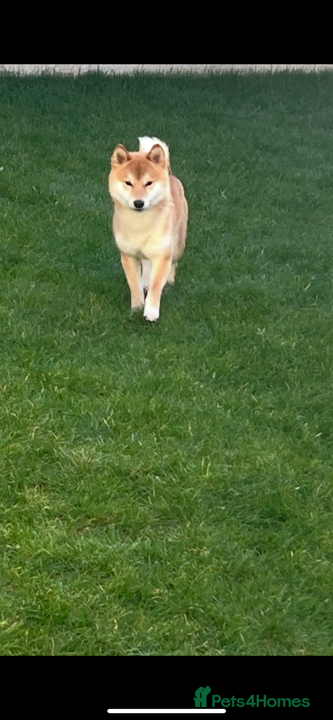 Japanese Shiba Inu dogs for sale: my beautiful 2 year old Shiba Inu  - Advert 5