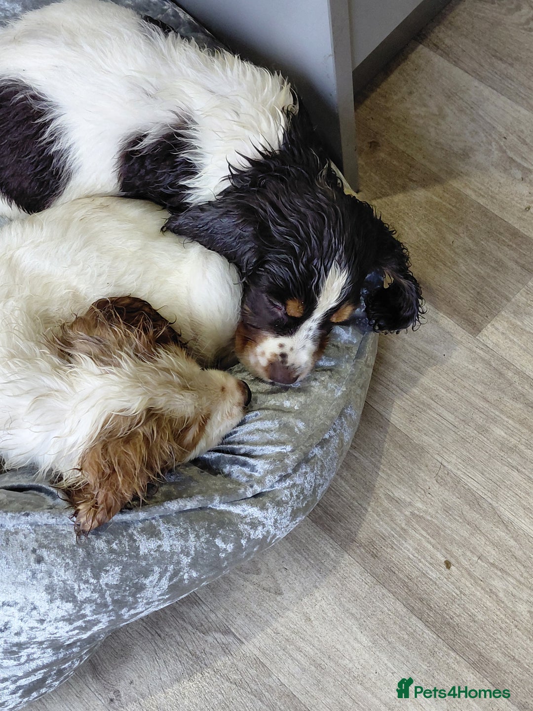 Sprocker dogs for sale: *BEAUTIFUL SPROKER PUPPIES * - Advert 6