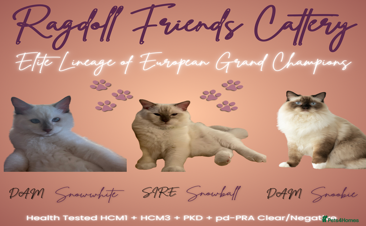 Ragdoll cats - Advert 1
