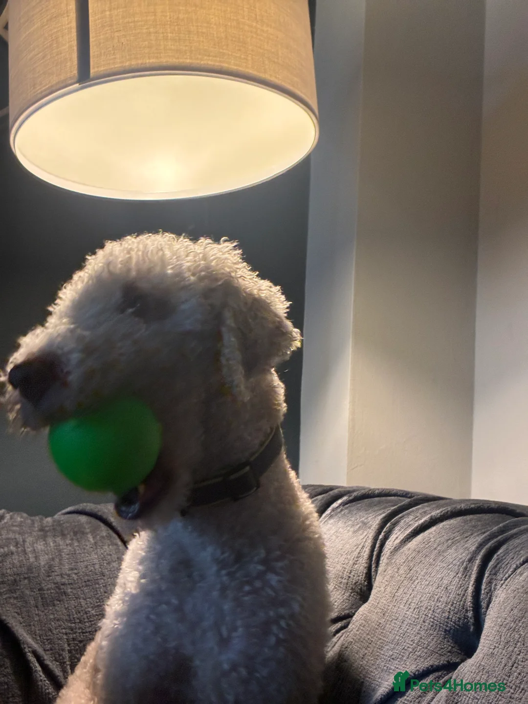 Bedlington Terrier dogs for stud: Bedlington Terrier Stud - Liver - AGE 6 - CT CLEAR in Darlington - Advert 3