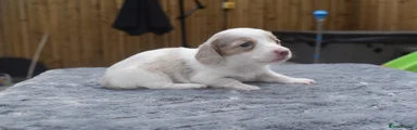 Miniature Dachshund 5