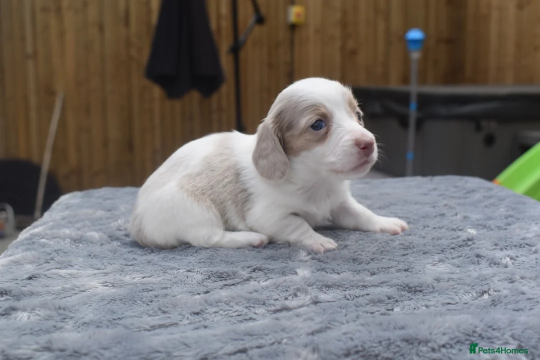 Miniature Dachshund dogs for sale: Long haired miniature dachshund  - Advert 1