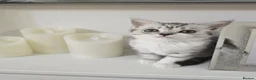 Domestic Shorthair cats for sale: Half British short hair, half domestic short hair  in London - Advert 2