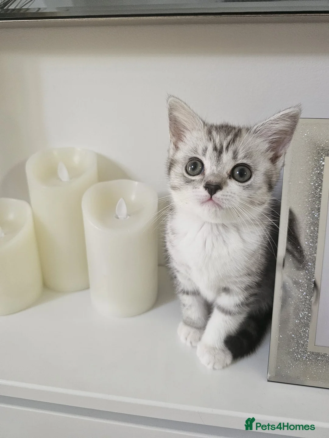 Domestic Shorthair cats for sale: Half British short hair, half domestic short hair  in London - Advert 2