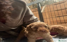 Cockapoo dogs for sale: Cockapoo’s  for sale - Image 9