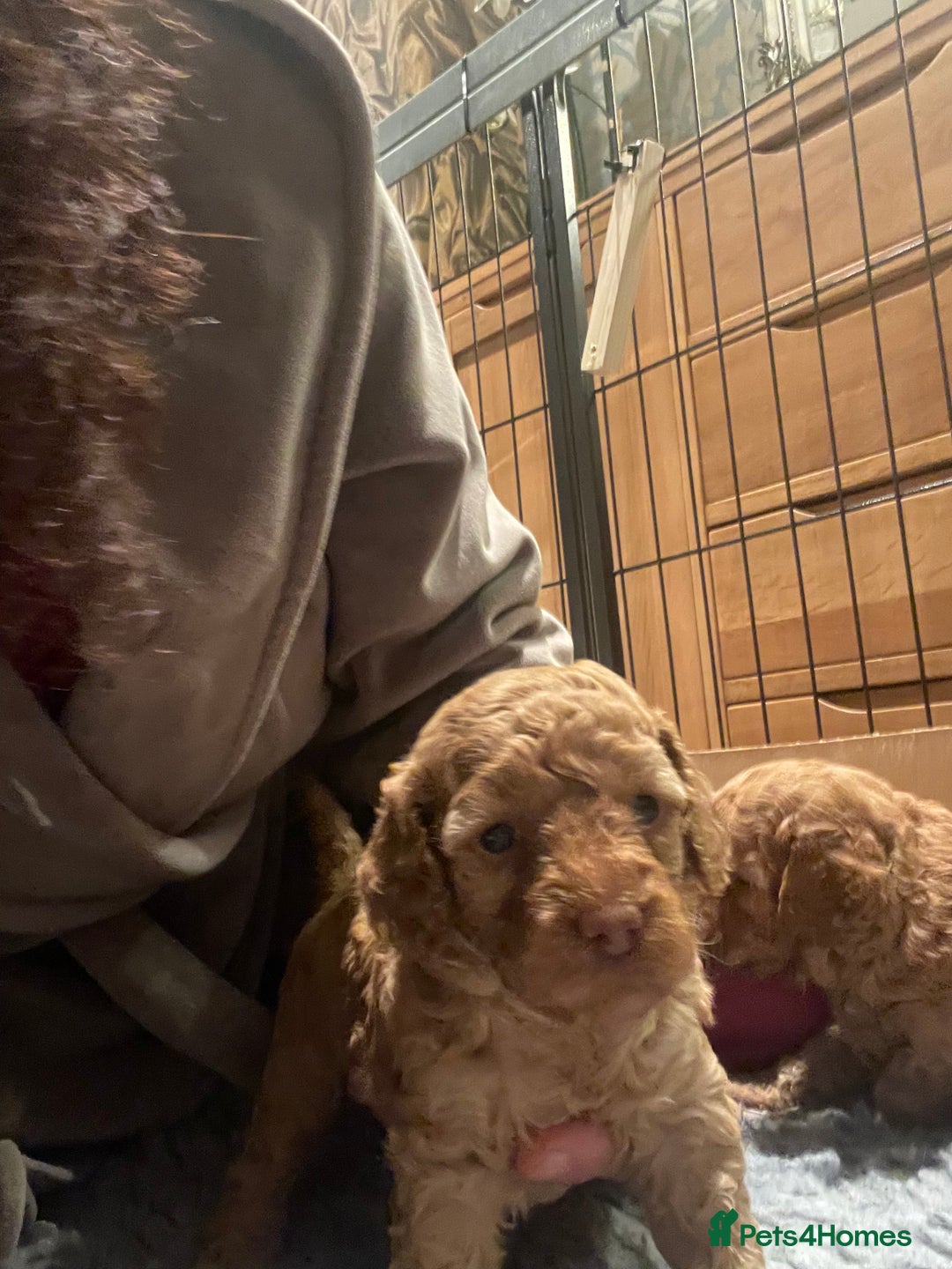 Cockapoo dogs for sale: Cockapoo’s  for sale - Image 9