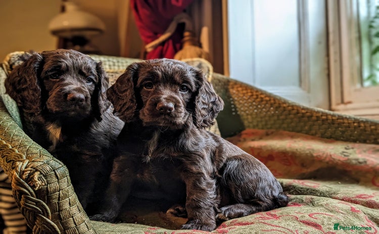 Cocker Spaniel dogs - Advert 8