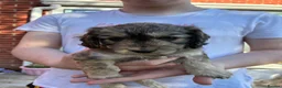 Cockapoo dogs for sale: 6 Gorgeous F1 Cockapoo puppies!!  - Advert 28