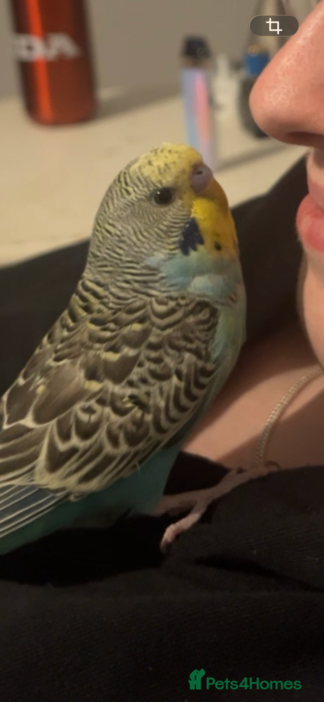 Budgerigars birds for sale: Hand reared budgie - Eddie - Advert 1