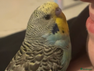 Budgerigars birds Hand reared budgie - Eddie - Advert 1