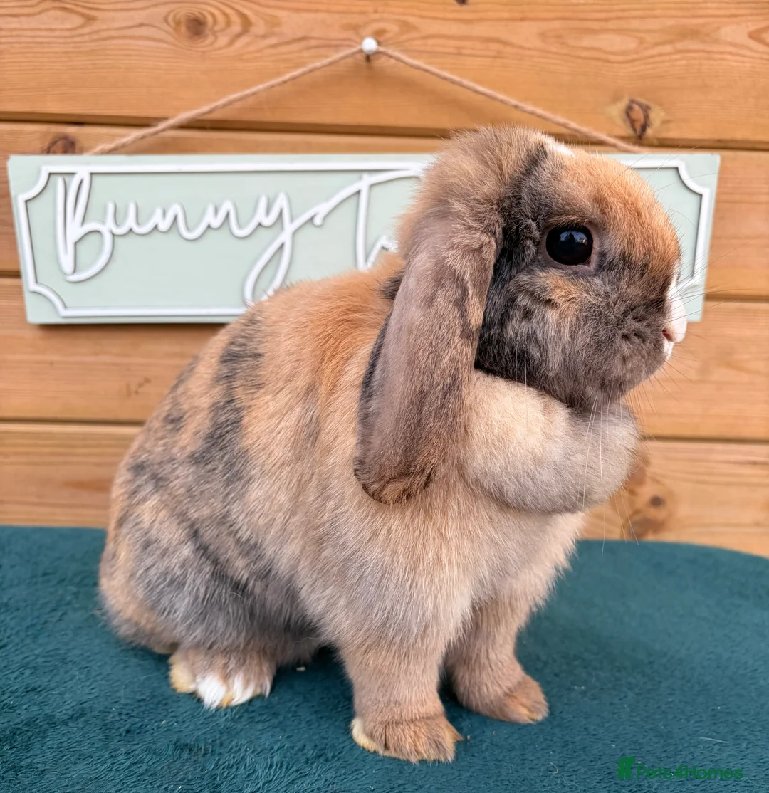 Mini Lop rabbits for sale: Well Socialised Mini Lops - Advert 4