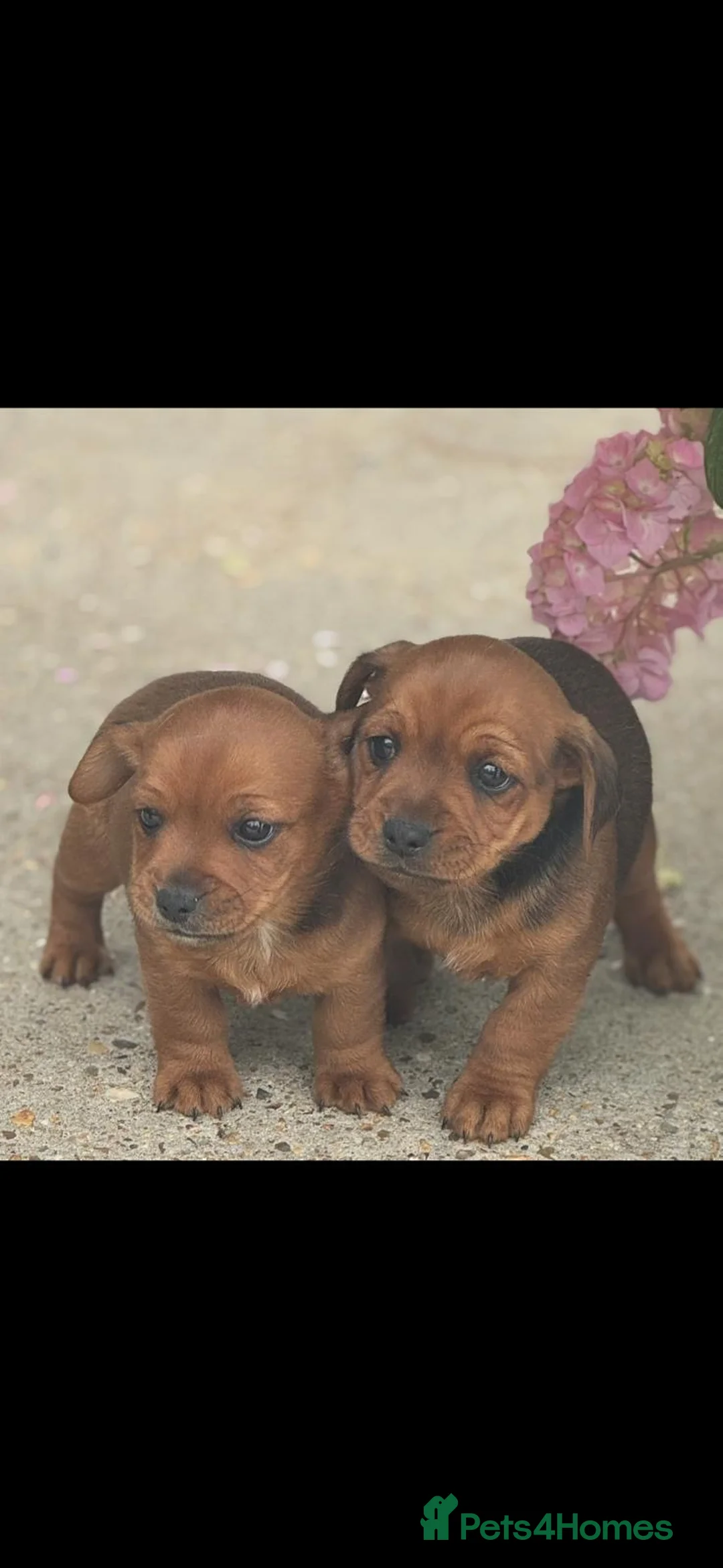 Mixed Breed dogs for sale: 6 mixed puppies looking for a new home. - Advert 2