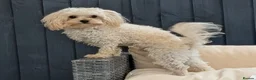 Maltipoo dogs for stud: Maltipoo  - Advert 2