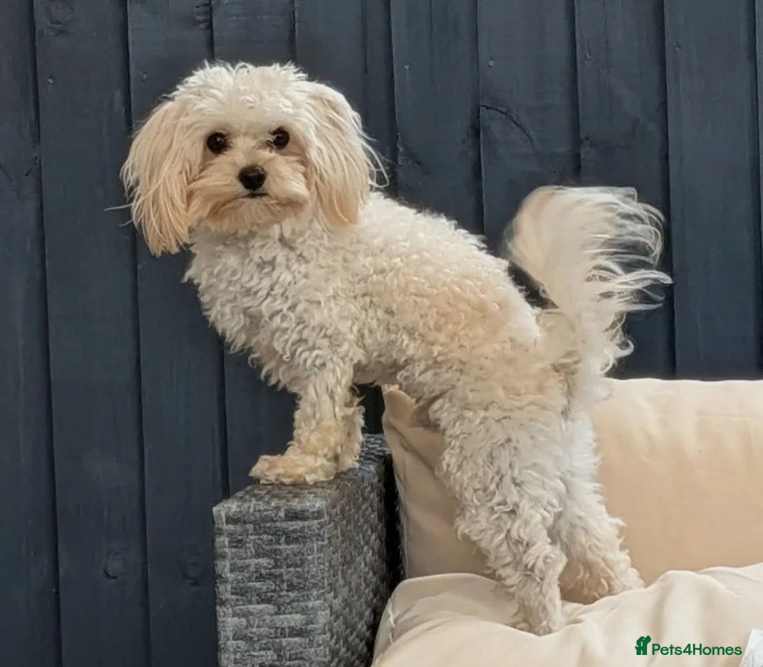 Maltipoo dogs for stud: Maltipoo  - Advert 2
