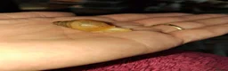 Snails invertebrates for sale: Baby giant african snails  - Advert 4