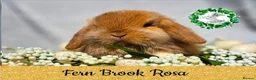 Mini Lop rabbits for sale: Vaccinated Miniature Lops  - Advert 2