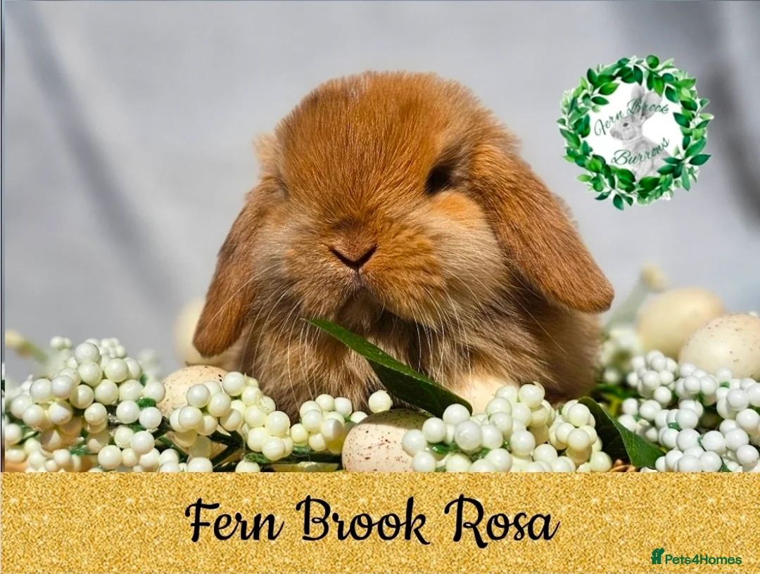 Mini Lop rabbits for sale: Vaccinated Miniature Lops  - Advert 2