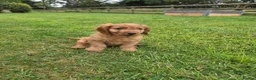 Cockapoo dogs for sale: F1 apricot and red Miniature Cockapoo puppies - Advert 3
