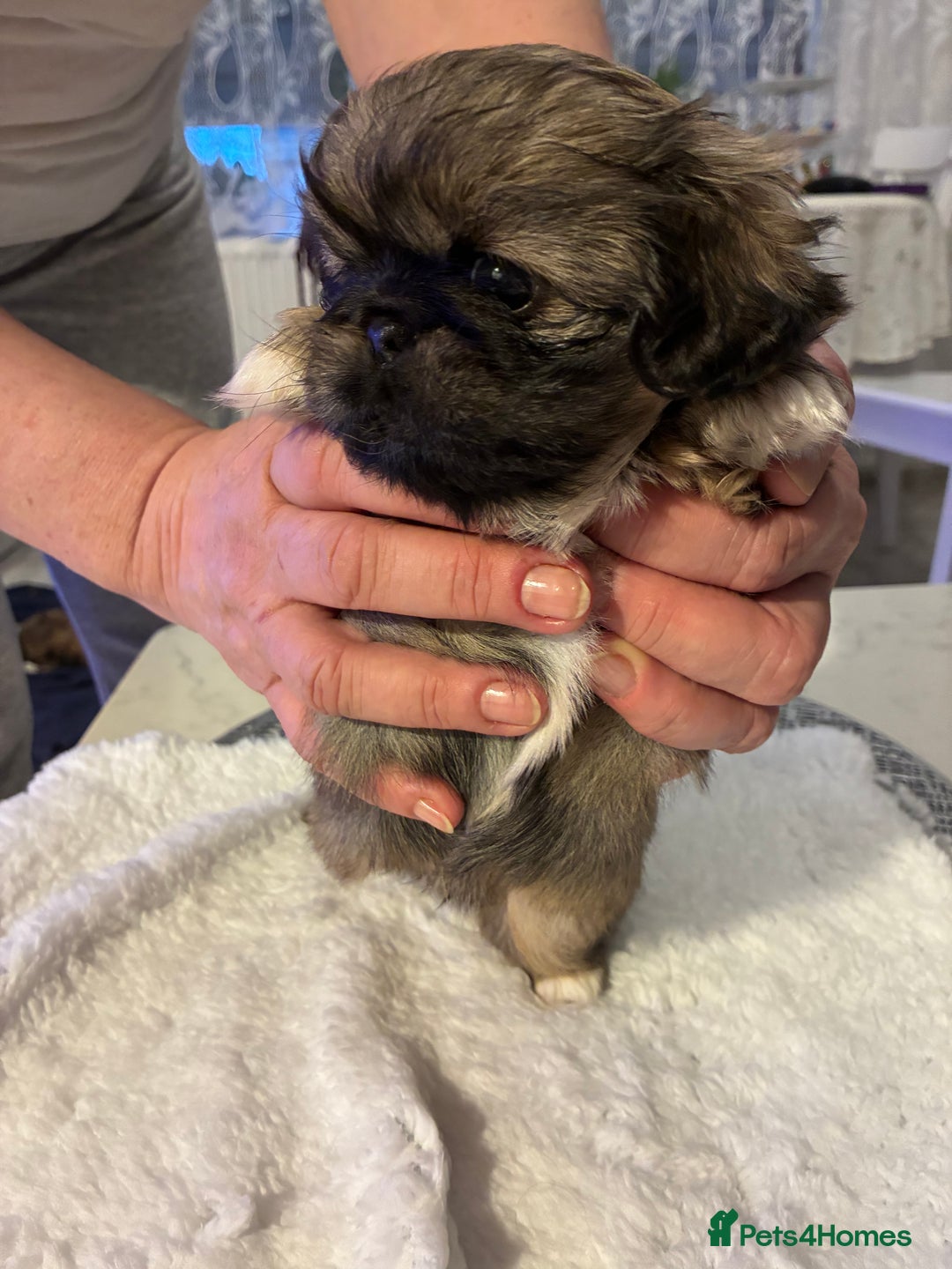 Pekingese dogs for sale: Pekingese puppies - Advert 11