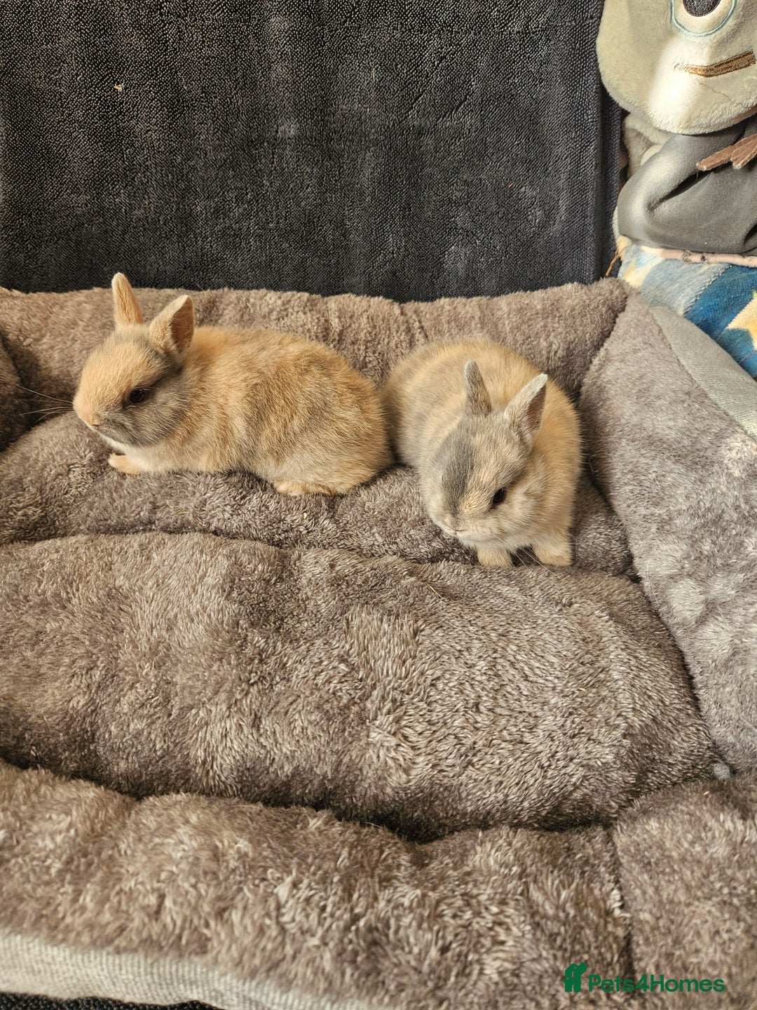 Netherland Dwarf rabbits for sale: Harlequin Netherland Dwarf boys - Advert 7