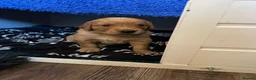 Golden Retriever dogs for sale: Beautiful dark red golden retriever puppies  - Advert 10