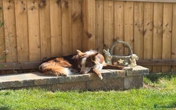 Border Collie dogs for stud: Red/white Border collie STUD in Batley - Image 16
