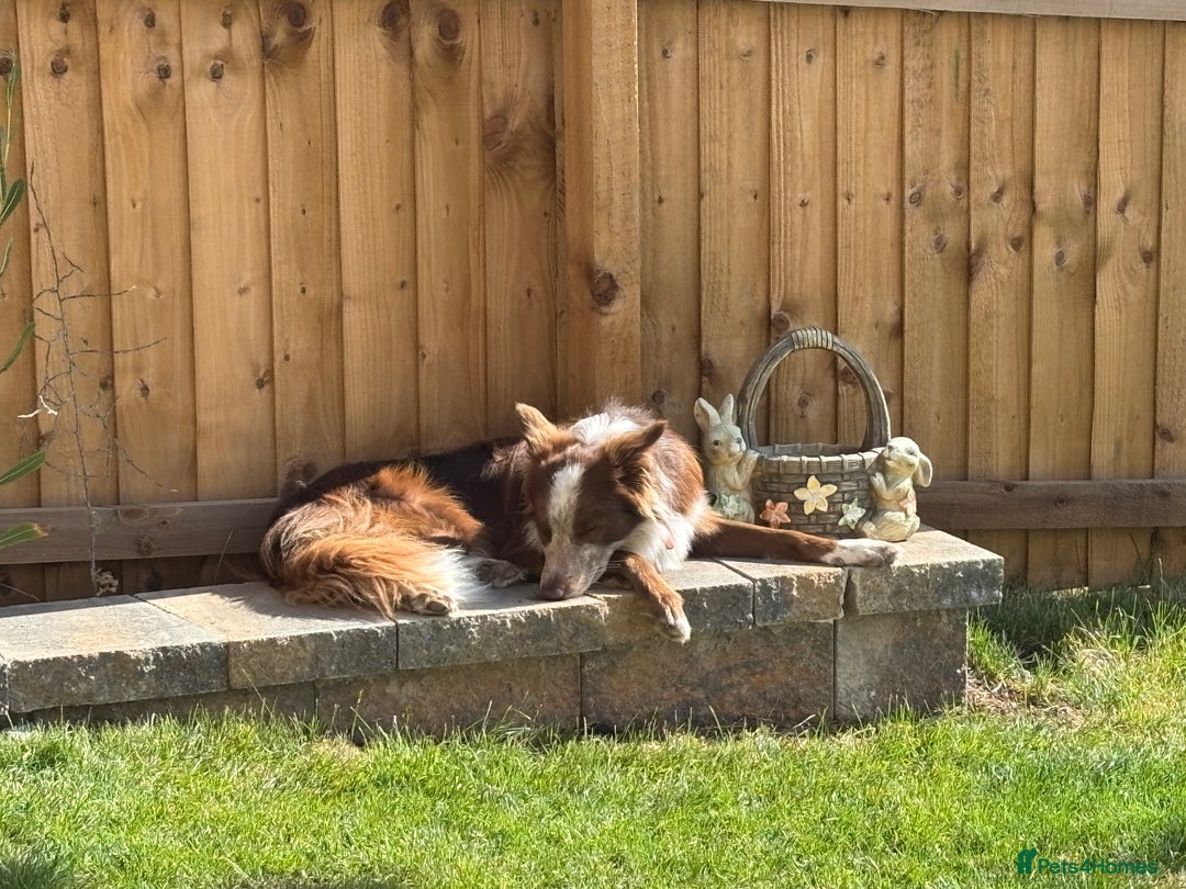 Border Collie dogs for stud: Red/white Border collie STUD in Batley - Image 16