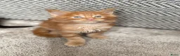 Maine Coon cats for sale: Beautiful Baby Maine Coon Kittens - Advert 22