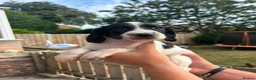 Sprocker dogs for sale: F1 Sprocker puppies !! ONLY 2 LEFT !! - Advert 12