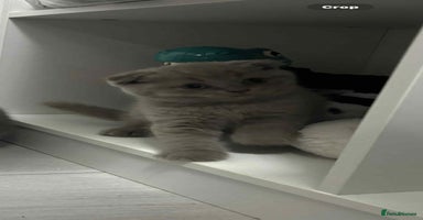 Scottish Fold cats - Advert 8