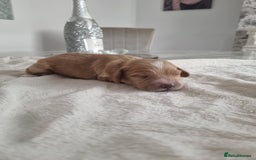 Cocker Spaniel dogs for sale: Stunning litter of cocker spaniels  - Image 7
