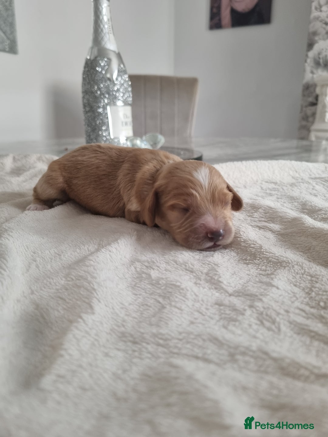 Cocker Spaniel dogs for sale: Stunning litter of cocker spaniels  - Image 7
