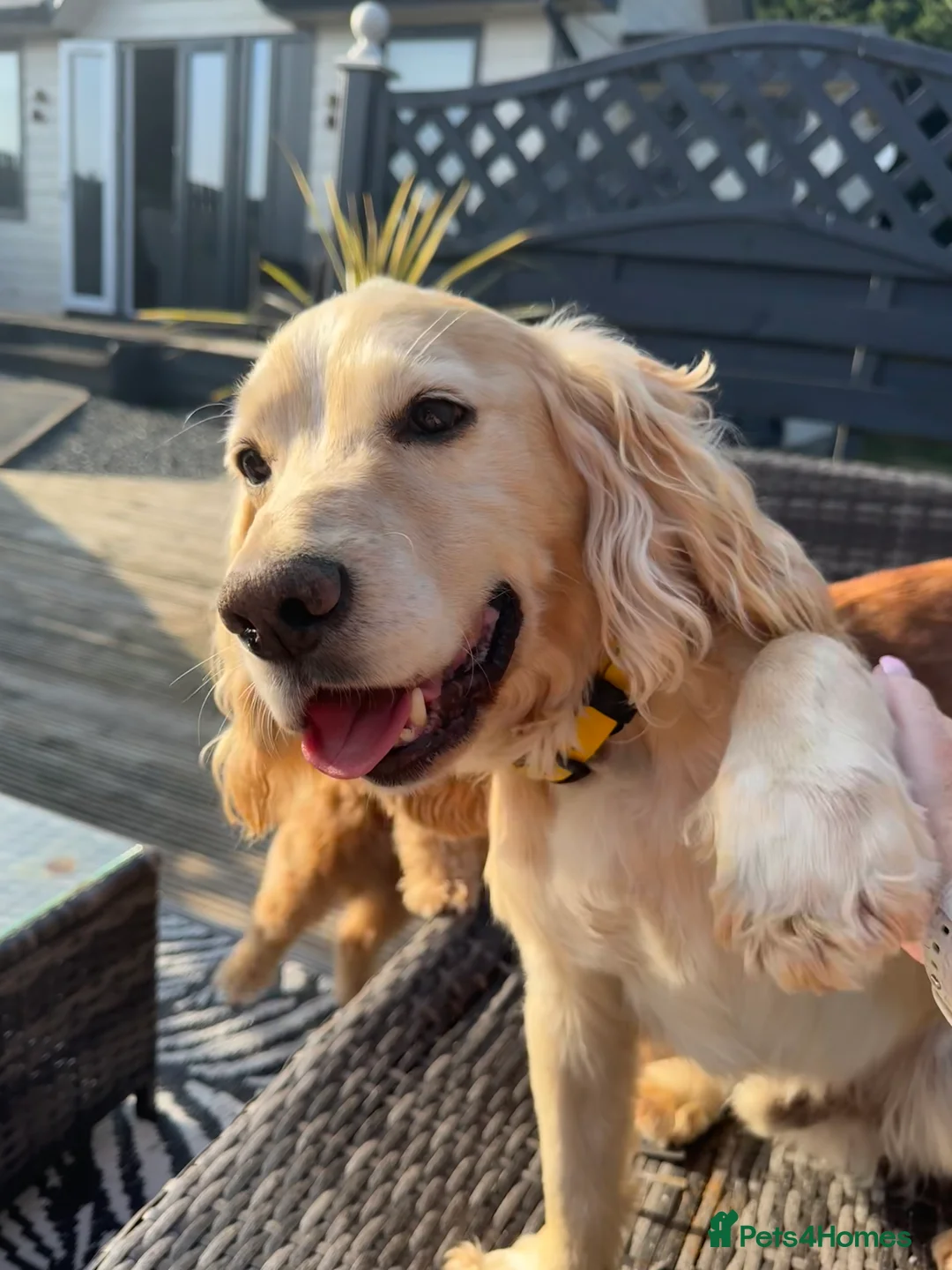 Cocker Spaniel dogs for stud: Zest available at stud - Advert 2
