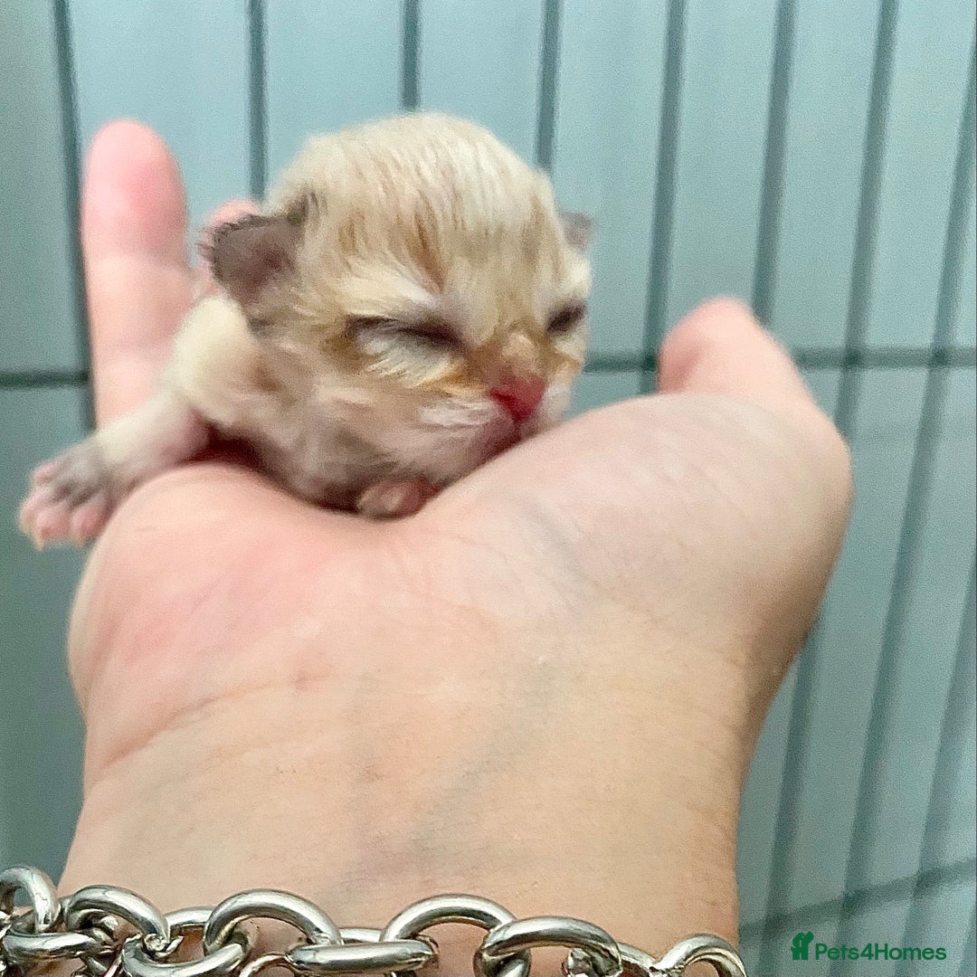 British Longhair cats for sale: 🐾🤩❤️Gold Angels - tiny stars 🐾❤️🐱 - Image 7