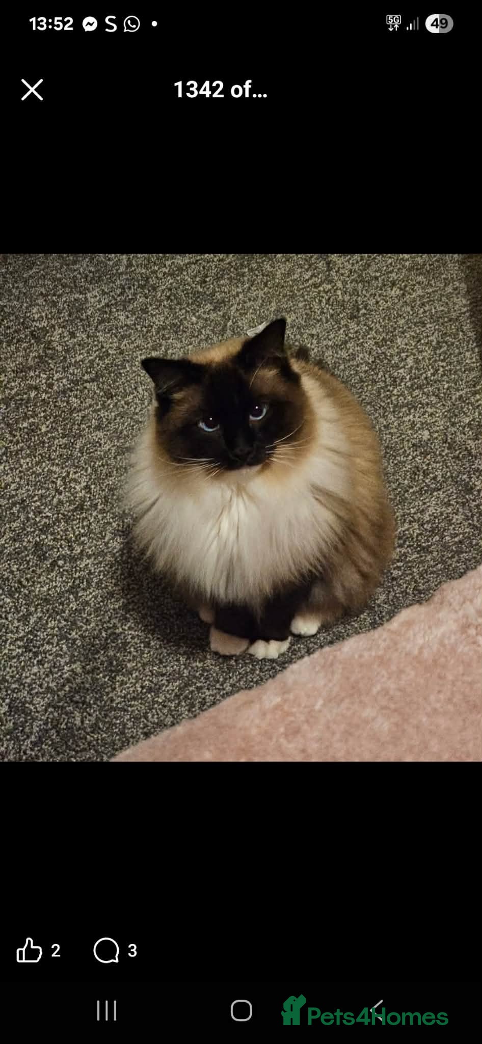 Ragdoll cats Seal mitted ragdoll - Advert 1