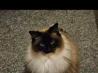 Ragdoll cats Seal mitted ragdoll - Advert 1