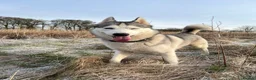 Siberian Husky dogs for sale: Male Siberian Husky - Advert 11
