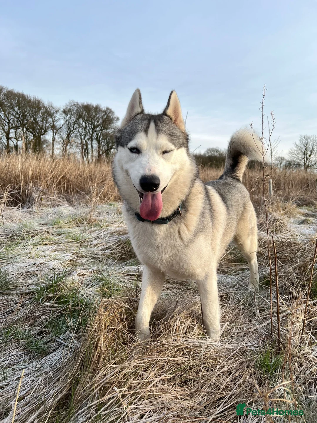 Siberian Husky dogs for sale: Male Siberian Husky - Advert 11