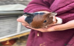 Guinea Pig rodents for sale: 3 Gorgeous Male Baby Guinea Pigs - Image 4