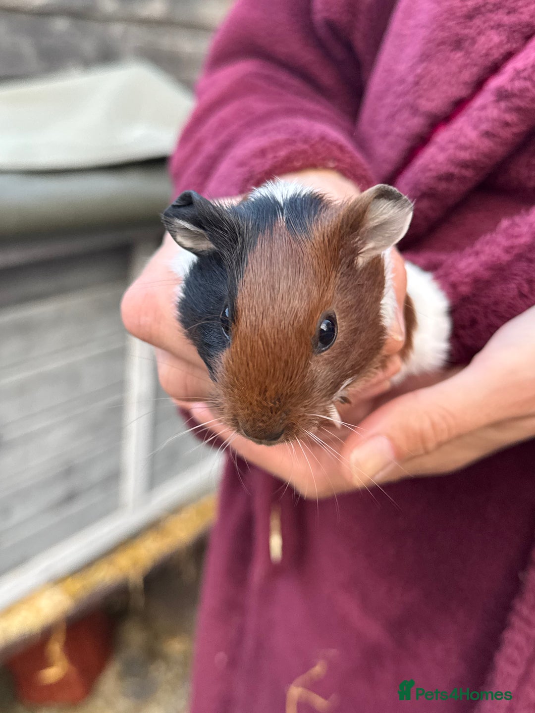 Guinea Pig rodents for sale: 3 Gorgeous Male Baby Guinea Pigs - Image 4