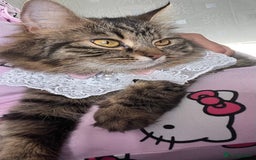 LaPerm cats for sale: Long Coat Laperm kittens - Image 16