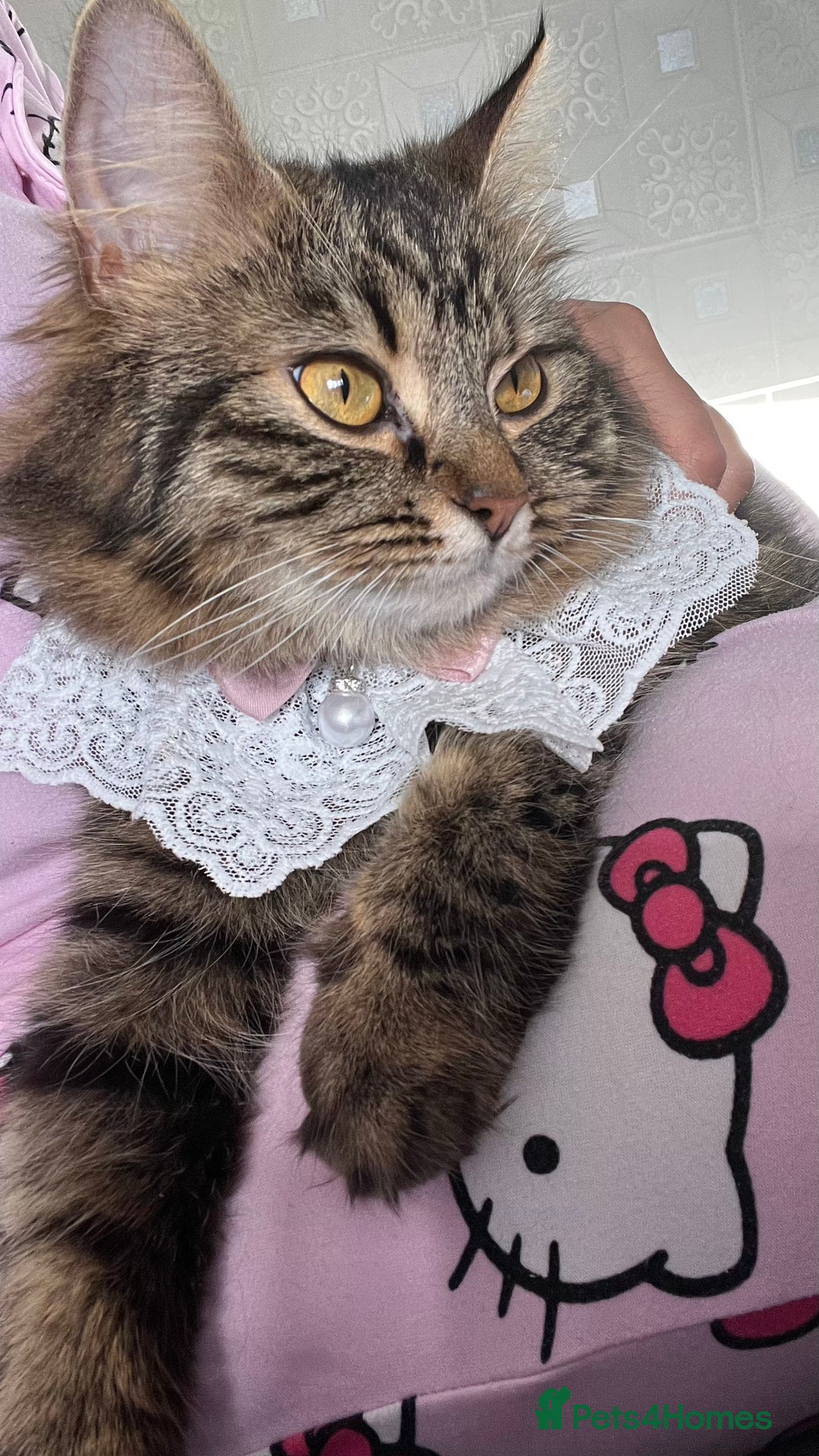 LaPerm cats for sale: Long Coat Laperm kittens - Image 16