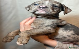 Olde English Bulldogge dogs for sale: 8 week old Olde English Bulldogges  - Advert 10