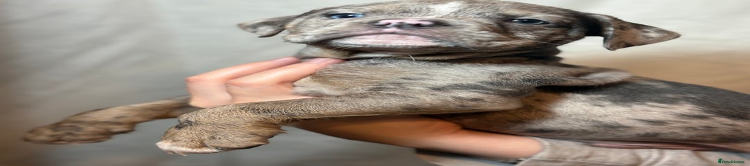 Olde English Bulldogge Puppy 3