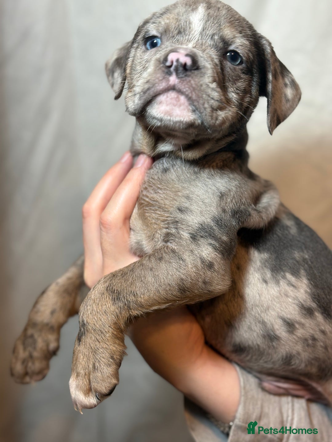 Olde English Bulldogge dogs for sale: 8 week old Olde English Bulldogges  - Advert 10