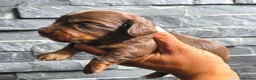 Miniature Dachshund dogs for sale: True Long Hair Minature Dachshunds - Advert 15