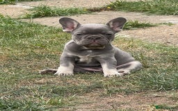French Bulldog dogs for sale: KC registered french bulldogs  - Image 22
