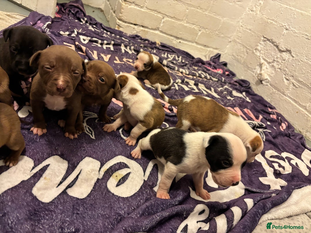 Mixed Breed dogs for sale: Beautiful Border collie/kelpie X staff cross pups - Image 30