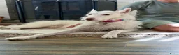 Ibizan Hound dogs for adoption: Babu - Stunning Spanish Podenco  - Advert 7